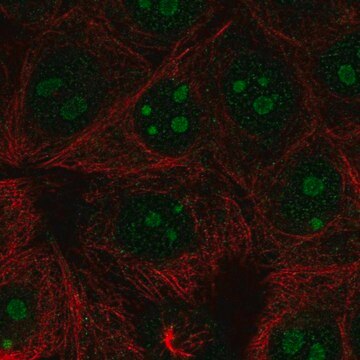 Anti-RPL22L1 antibody produced in rabbit Prestige Antibodies&#174; Powered by Atlas Antibodies, affinity isolated antibody