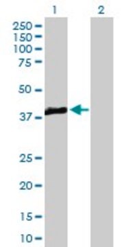 Anti-TRIB3 antibody produced in mouse purified immunoglobulin, buffered aqueous solution