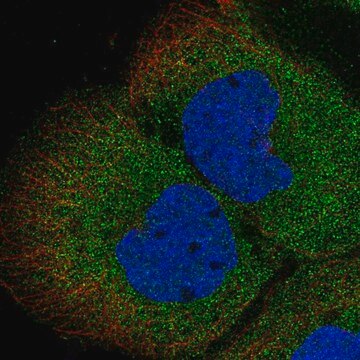 Anti-MGEA5 antibody produced in rabbit Prestige Antibodies&#174; Powered by Atlas Antibodies, affinity isolated antibody