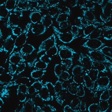 BioTracker 405 Blue Mitochondria Dye Live cell imaging mitochondrial dye that stains the membrane of mitochondria used to detect cell viability, metabolic activity and overall cell health.