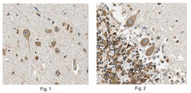 Anti-iNOS/NOS II, clone 13F5.1 Antibody culture supernatant, clone 13F5.1, from mouse