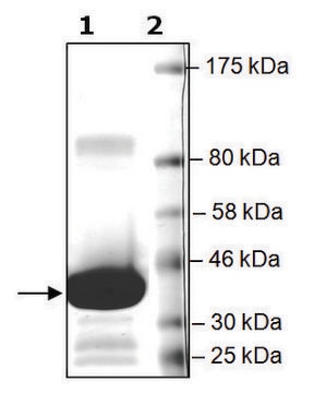 BRD4 (49-170) GST tag human recombinant, expressed in E. coli, &#8805;82% (SDS-PAGE)