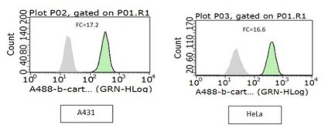 Anti-Active-&#946;-Catenin Antibody, clone 8E7, Alexa Fluor&#8482; 488 clone 8E7, from mouse, ALEXA FLUOR&#8482; 488