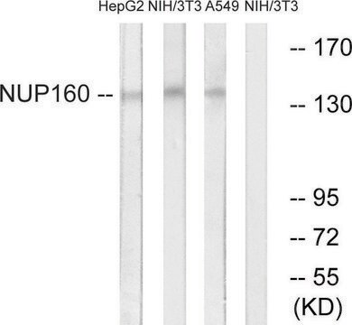 Anti-NUP160 antibody produced in rabbit affinity isolated antibody