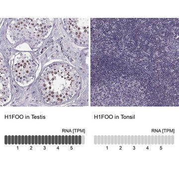 Anti-H1FOO antibody produced in rabbit Prestige Antibodies&#174; Powered by Atlas Antibodies, affinity isolated antibody, buffered aqueous glycerol solution