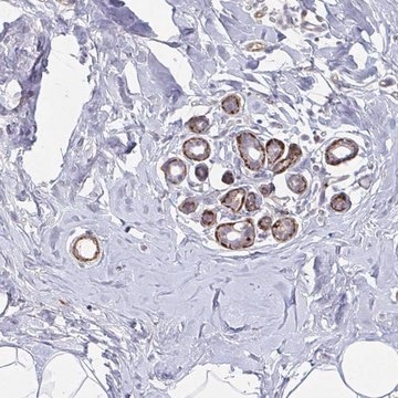 Anti-NEURL4 antibody produced in rabbit Prestige Antibodies&#174; Powered by Atlas Antibodies, affinity isolated antibody, buffered aqueous glycerol solution