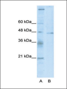 Anti-TSG101 antibody produced in rabbit IgG fraction of antiserum