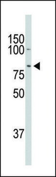 ANTI-DCAMKL1(C-TERMINAL) antibody produced in rabbit IgG fraction of antiserum, buffered aqueous solution