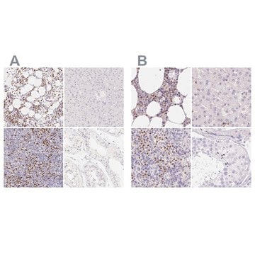 Anti-PADI4 antibody produced in rabbit Prestige Antibodies&#174; Powered by Atlas Antibodies, affinity isolated antibody, buffered aqueous glycerol solution