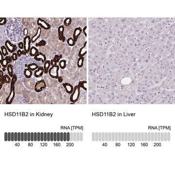 Anti-HSD11B2 antibody produced in rabbit Prestige Antibodies&#174; Powered by Atlas Antibodies, affinity isolated antibody, buffered aqueous glycerol solution