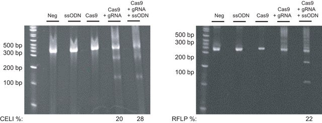 CRISPR Integration Kit