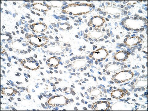 Anti-FOXQ1 (AB2) antibody produced in rabbit IgG fraction of antiserum