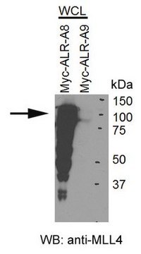 Anti-MLL4 Antibody from rabbit, purified by affinity chromatography