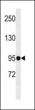 ANTI-ELFN1(C-TERMINAL) antibody produced in rabbit affinity isolated antibody, buffered aqueous solution