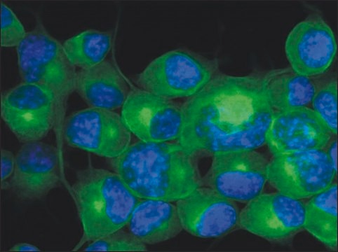 Monoclonal Anti-TUBB3 antibody produced in mouse clone TU-20, purified immunoglobulin, buffered aqueous solution