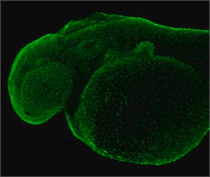 Anti-PCNA antibody produced in rabbit affinity isolated antibody, buffered aqueous solution