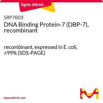 DNA Binding Protein-7 (DBP-7), recombinant recombinant, expressed in E. coli, &#8805;99% (SDS-PAGE)