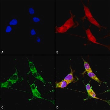 Monoclonal Anti-Vglut3 - Biotin antibody produced in mouse clone S34-34, purified immunoglobulin