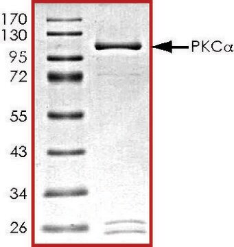 PKC-&#945;, active, GST tagged from Xanopus sp. PRECISIO&#174;, recombinant, expressed in baculovirus infected Sf9 cells, &#8805;70% (SDS-PAGE), buffered aqueous glycerol solution