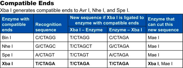 Xba I from recombinant E.Coli