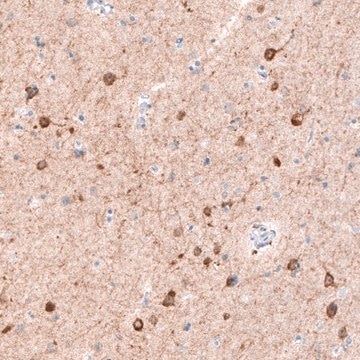 Monoclonal Anti-CDKL5 antibody produced in mouse Prestige Antibodies&#174; Powered by Atlas Antibodies, clone CL4888, purified immunoglobulin, buffered aqueous glycerol solution