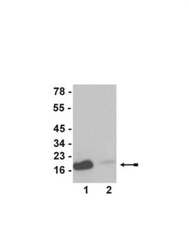 Anti-acetyl-Histone H3 (Lys23) Antibody, Trial Size serum, Upstate&#174;