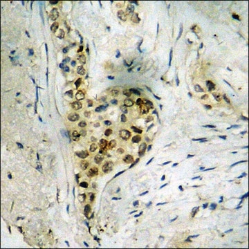 Anti-phospho-DNA-PK (pSer2056) antibody produced in rabbit affinity isolated antibody