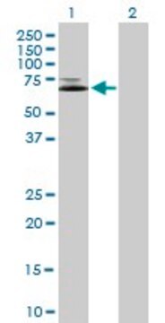 Anti-IFNGR1 antibody produced in mouse purified immunoglobulin, buffered aqueous solution