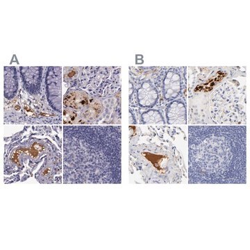 Anti-APOH antibody produced in rabbit Prestige Antibodies&#174; Powered by Atlas Antibodies, affinity isolated antibody, buffered aqueous glycerol solution