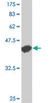 Monoclonal Anti-CD40 antibody produced in mouse clone 1G1, purified immunoglobulin, buffered aqueous solution