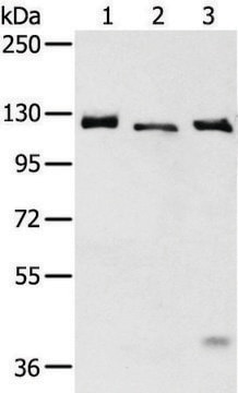 Anti-SLC4A3 affinity isolated antibody