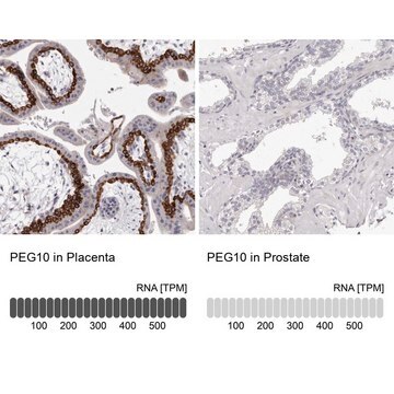 Anti-PEG10 antibody produced in rabbit Prestige Antibodies&#174; Powered by Atlas Antibodies, affinity isolated antibody, buffered aqueous glycerol solution