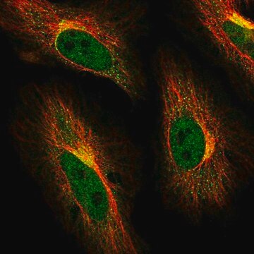 Anti-ABCG1 antibody produced in rabbit Prestige Antibodies&#174; Powered by Atlas Antibodies, affinity isolated antibody, buffered aqueous glycerol solution, ab1