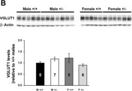 Anti-Vesicular Glutamate Transporter 1 Antibody clone 3C10.2, Chemicon&#174;, from mouse