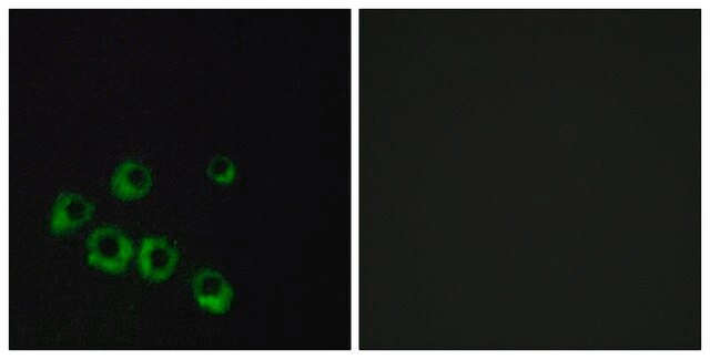 Anti-VIPR1, C-Terminal antibody produced in rabbit affinity isolated antibody