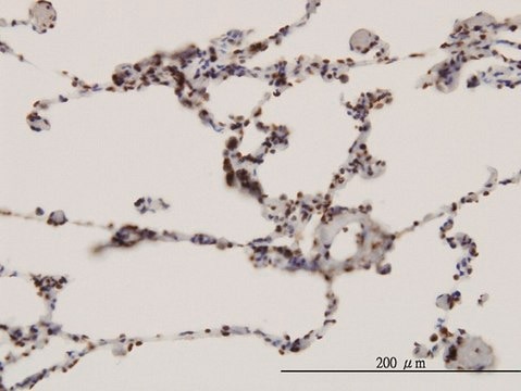 Monoclonal Anti-FBXW7 antibody produced in mouse clone 3D1, purified immunoglobulin, buffered aqueous solution