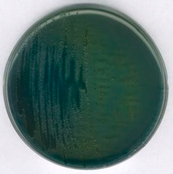 TCBS Agar NutriSelect&#174; Plus, suitable for microbiology