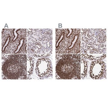 Anti-SFPQ antibody produced in rabbit Prestige Antibodies&#174; Powered by Atlas Antibodies, affinity isolated antibody, buffered aqueous glycerol solution