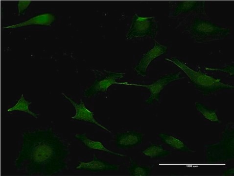 Monoclonal Anti-PURA antibody produced in mouse clone 3F10, purified immunoglobulin, buffered aqueous solution