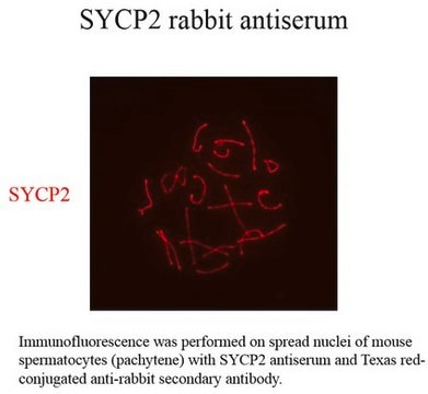 Anti-SYCP2 serum, from rabbit