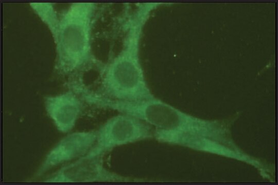 Anti-Rab7 antibody produced in rabbit affinity isolated antibody, buffered aqueous solution