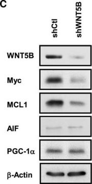 Anti-WNT5B antibody produced in rabbit affinity isolated antibody, buffered aqueous solution