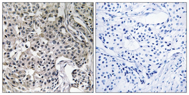 Anti-USP19 antibody produced in rabbit affinity isolated antibody