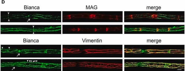 Anti-Myelin Associated Glycoprotein Antibody, clone 513 clone 513, Chemicon&#174;, from mouse