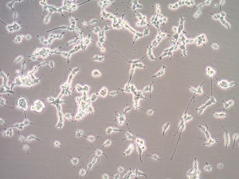 Oli-neu Mouse Oligodendroglial Precursor Cell Line