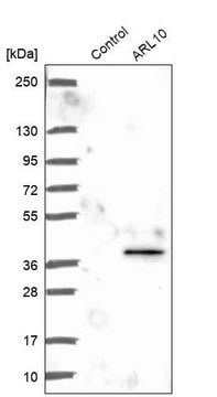 Anti-ARL10 antibody produced in rabbit Prestige Antibodies&#174; Powered by Atlas Antibodies, affinity isolated antibody, buffered aqueous glycerol solution