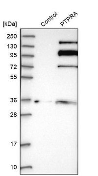 Anti-PTPRA antibody produced in rabbit Prestige Antibodies&#174; Powered by Atlas Antibodies, affinity isolated antibody, buffered aqueous glycerol solution