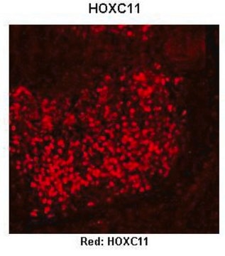 Anti-HOXC11 (AB2) antibody produced in rabbit IgG fraction of antiserum