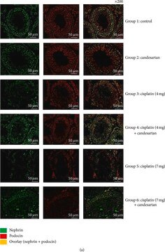 Anti-Podocin antibody produced in rabbit affinity isolated antibody, buffered aqueous solution