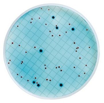 m-ColiBlue24 Broth ready-to-use, ampule of 2&#160;mL, suitable for microbiology, for Escherichia spp., for coliforms